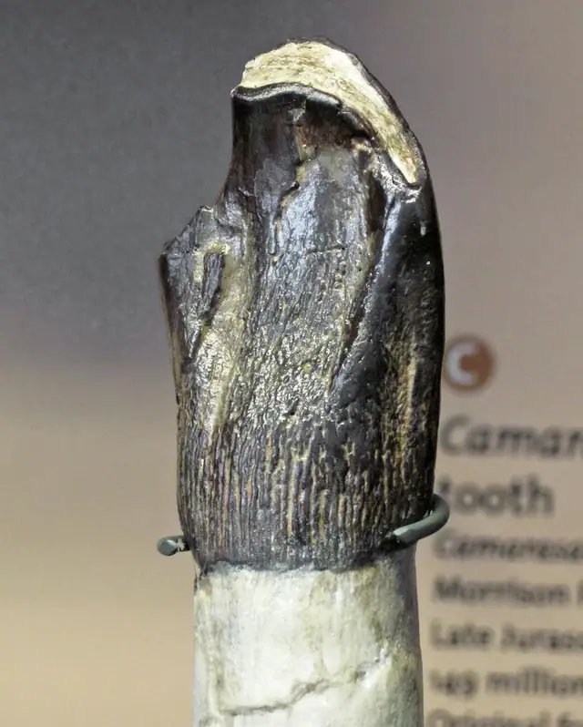 Camarasaurus tooth