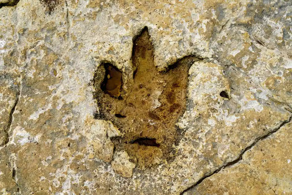 A three-toed dinosaur footprint pressed into pale rock