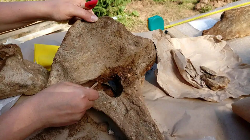 Hands cleaning a large fossil bone with a small wooden tool on a paper-covered table outdoors