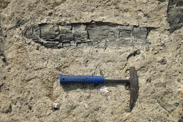 A fossil bone exposed in pale rock beside a blue-handled rock hammer