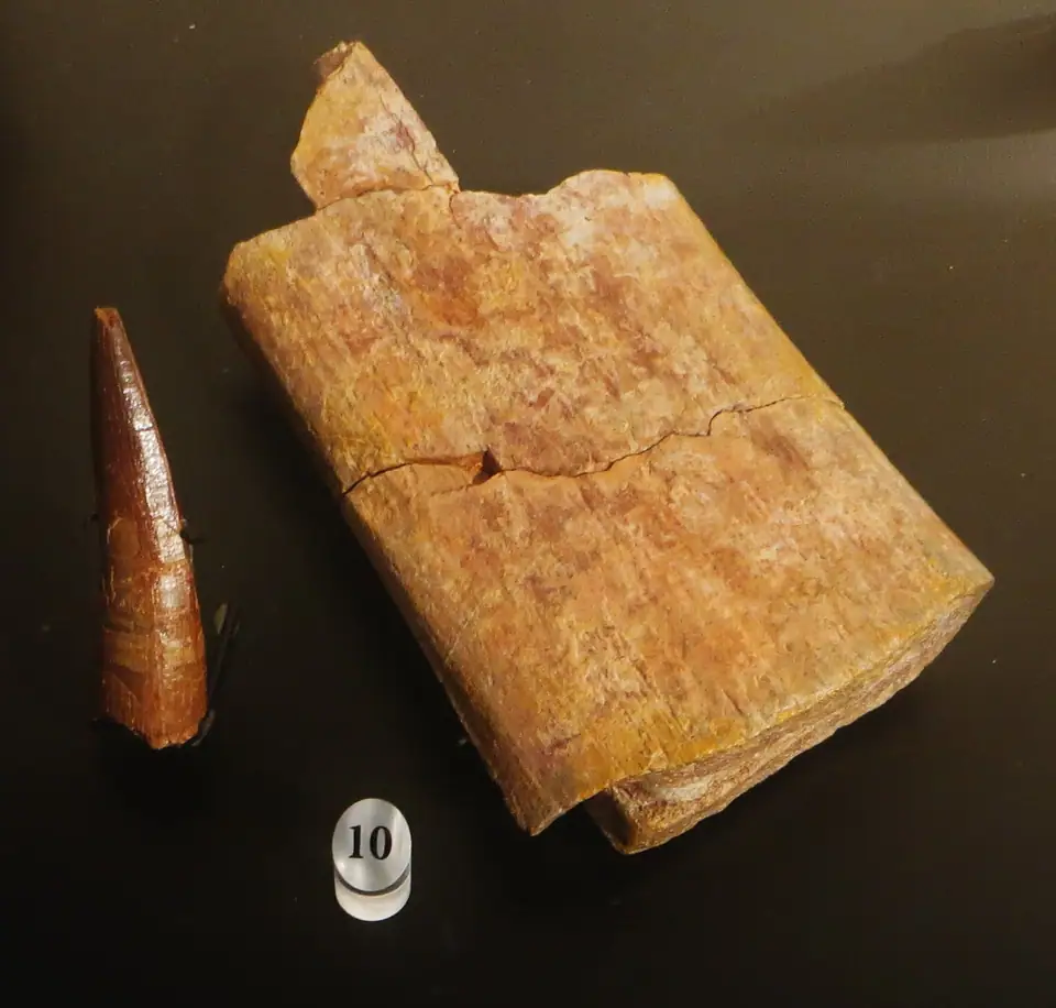 A long, narrow Spinosaurus tooth beside a piece of fossil spine, on a dark background
