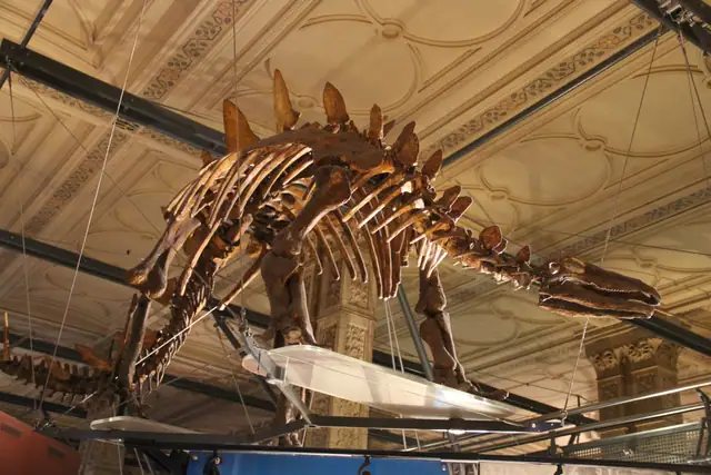Stegosaurus skeleton