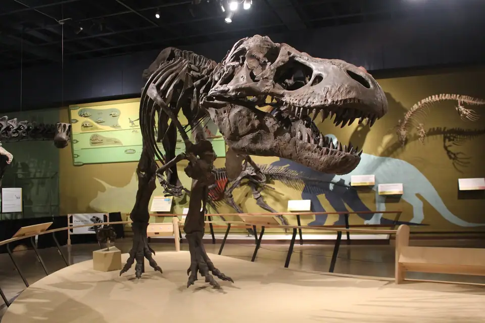 A cast Tyrannosaurus rex skeleton mounted mid-stride in a museum hall