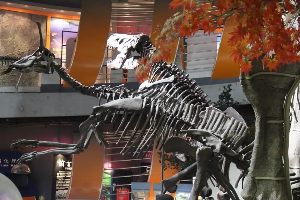 Mounted skeletons of a Tyrannosaurus rex and a crested Tsintaosaurus in a museum hall
