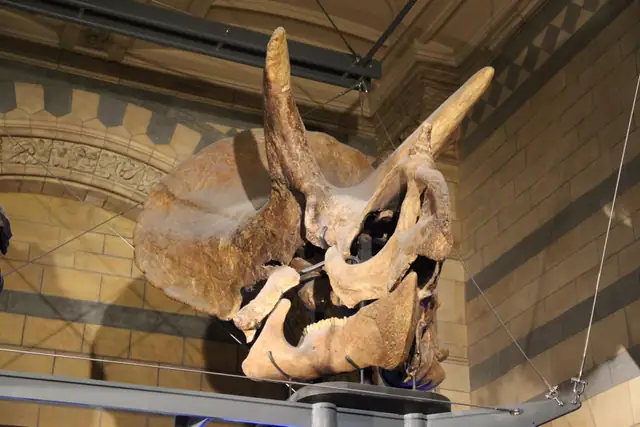 Triceratops skull
